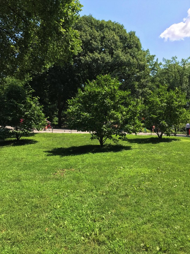 Central Park 12-38 p.m. 8-5-2018.JPG