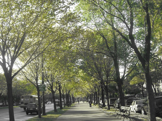 Cathedral Ave, Brooklyn.jpg