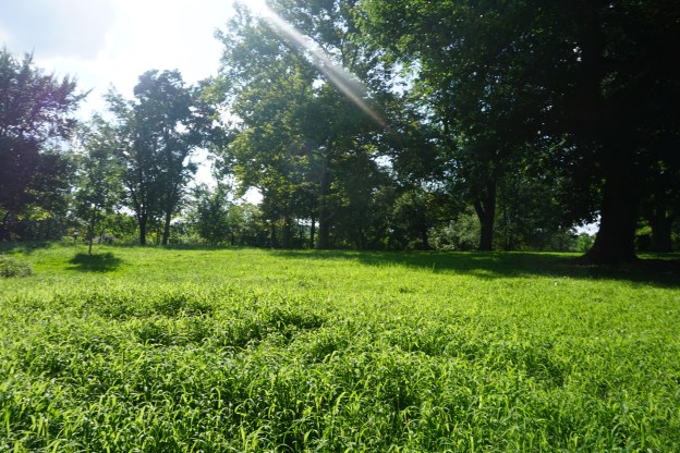 Isham Park 4-43 p.m. 8-9-2018.JPG